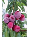 Слива домашняя Озарк Премьер (средняя) | Prunus domestica Ozark Premier | Слива домашня Озарк Прем’єр (середня)